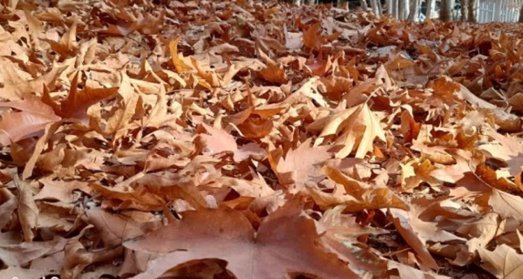 هنرنمایی پاییز در طبیعت زیبای هرسین+فیلم و تصویر