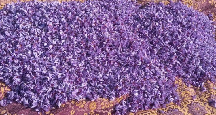 اجرای ۲۹ طرح اشتغال زا در اراضی ملی شهرستان هرسین