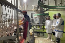 نظارت امام جمعه و رئبس اداره دامپزشکی هرسین بر ذبح شرعی و بهداشتی کشتار مرغ