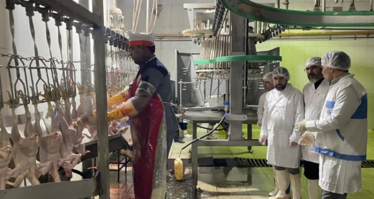 نظارت امام جمعه و رئبس اداره دامپزشکی هرسین بر ذبح شرعی و بهداشتی کشتار مرغ