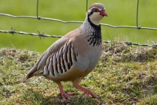 کشف 5قطعه کبک از متخلفین در بخش بیستون