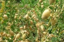 کشت ۳۰ هکتار نخود علوفه ای در اراضی کشاورزی هرسین