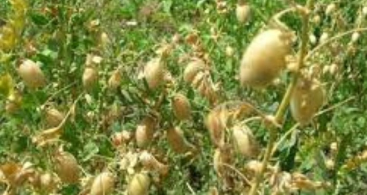 کشت ۳۰ هکتار نخود علوفه ای در اراضی کشاورزی هرسین