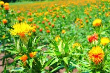 اختصاص ۵۳ هکتار از اراضی کشاورزی شهرستان به کاشت گلرنگ