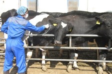 اجرای فاز دوم واکسیناسیون تب برفکی در شهرستان هرسین