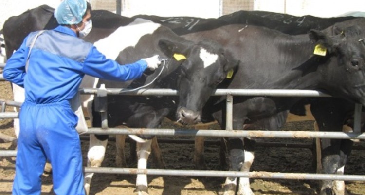 اجرای فاز دوم واکسیناسیون تب برفکی در شهرستان هرسین