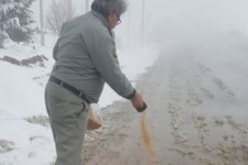 دانه پاشی در مناطق برفگیر و زیستگاه های هرسین