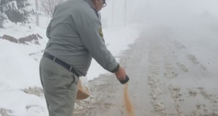 دانه پاشی در مناطق برفگیر و زیستگاه های هرسین