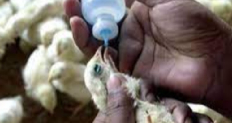 آغاز اجرای واکسیناسیون(نیوکاسل)طیور بومی در هرسین