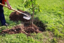 کاشت ۸۰۰۰ اصل نهال در هفته درختکاری در هرسین