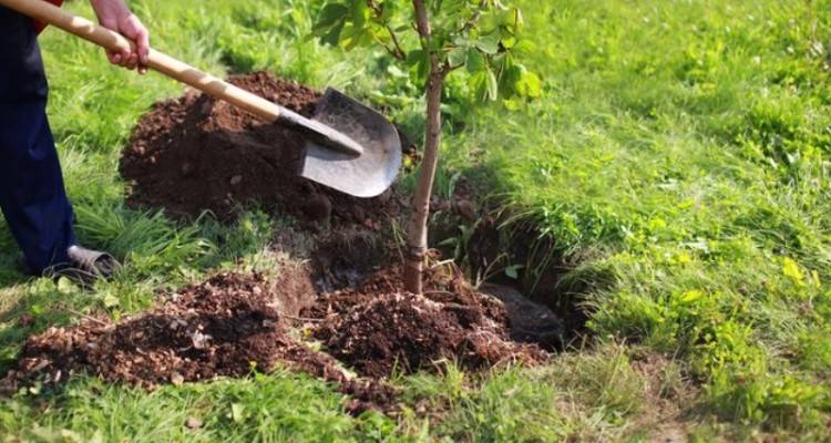 کاشت ۸۰۰۰ اصل نهال در هفته درختکاری در هرسین