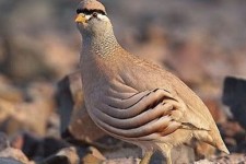 کشف و ضبط 9قطعه کبک از متخلفین در هرسین