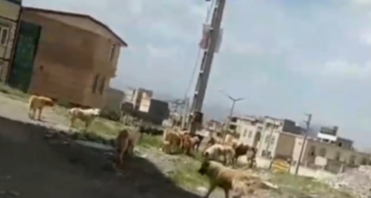 زندگی مردم در محاصره سگ های ولگرد