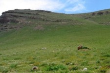 یازدهم مرداد ماه، آخرین مهلت تعیین جایگزین مرتعداران متوفی