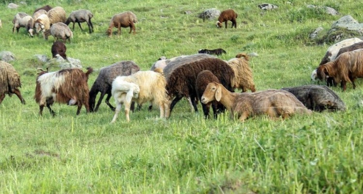 چرای دام در منطقه گونبان با شرایط خاص بلامانع است