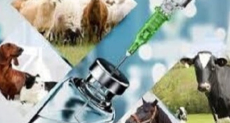 انجام 118هزار دز واکسن آبله در دو ماهه ابتدایی سال در هرسین