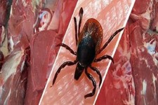 هشدار اداره دامپزشکی هرسین درباره شیوع بیماری تب کریمه کنگو