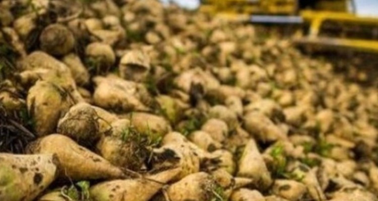 پیش بینی برداشت 82هزار تن چغندر در هرسین