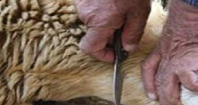 قرن ۲۱ و نبود کشتارگاه صنعتی در هرسین!