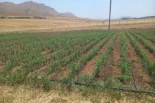 کاشت نهال در نهالستان جهان فولاد دائمی شد