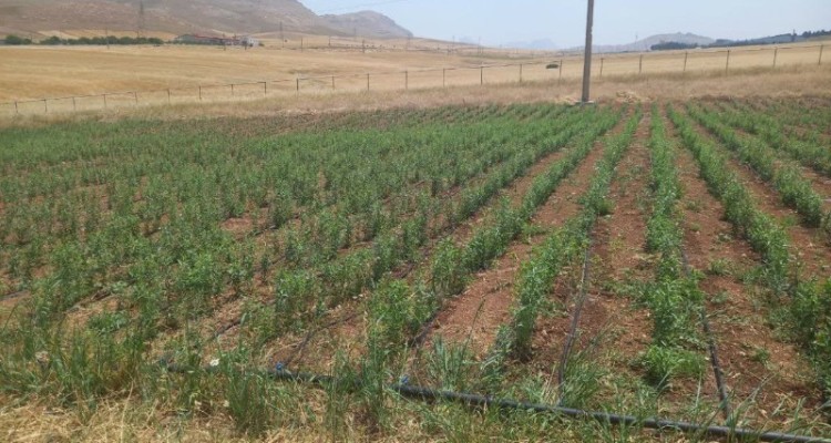 کاشت نهال در نهالستان جهان فولاد دائمی شد