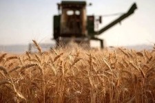 پیش‌بینی برداشت 50هزارتن گندم از مزارع هرسین