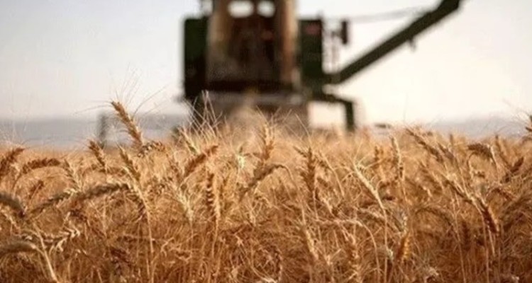پیش‌بینی برداشت 50هزارتن گندم از مزارع هرسین