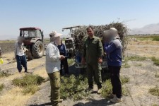 برخورد قانونی با متخلفان برداشت گیاهان دارویی در هرسین