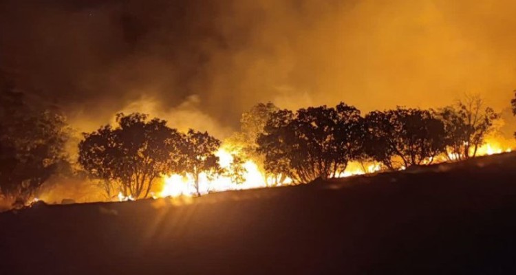 آتش سوزی در جنگل های روستای بالاندر هرسین مهار شد