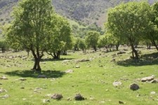 خلع ید و رفع تصرف حدود ۸ هکتار از اراضی ملی در هرسین