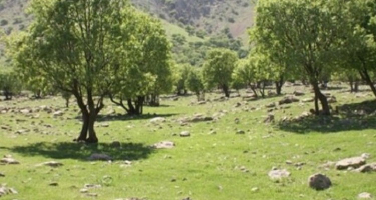 خلع ید و رفع تصرف حدود ۸ هکتار از اراضی ملی در هرسین