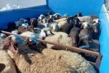 کشف 22 رأس احشام فاقد مجوز در هرسين