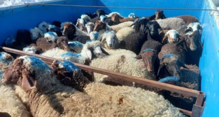 کشف 22 رأس احشام فاقد مجوز در هرسين