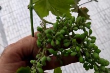 از عجایب یک درخت انگور در هرسین