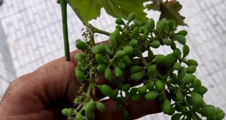 از عجایب یک درخت انگور در هرسین