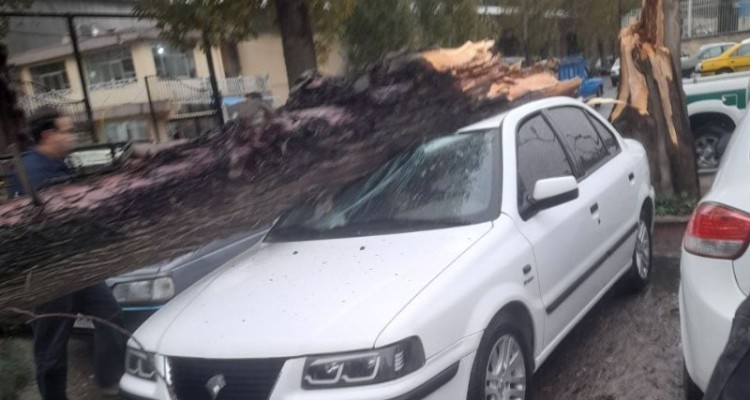 سقوط درخت و خسارت به دو خودرو در بیستون