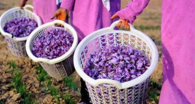 پیش‌بینی برداشت 93کیلوگرم زعفران از مزارع شهرستان هرسین