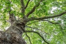 ثبت دو اثر ملی طبیعی و صنعتی هرسین  در فهرست آثار ملی،