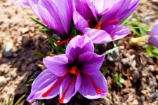 تصاویری از برداشت زعفران از مزارع هرسین