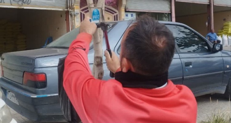 3700 اصله درخت در هرسین پلاک کوبی شده اند