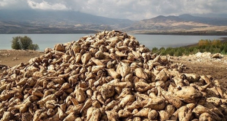 پیش بینی برداشت 115هزارتن چغندر از مزارع شهرستان هرسین