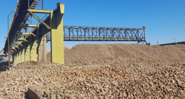 20هزار تن چغندر روی دست کشاورزان بیستونی مانده است