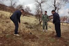 کاشت ۱۰۰اصله نهال در جنگل سراب بادیه شهرستان هرسین