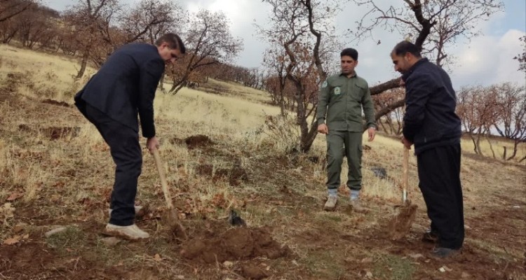کاشت ۱۰۰اصله نهال در جنگل سراب بادیه شهرستان هرسین