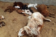 ۲۵راس گوسفند در پی اصابت صاعقه در هرسین تلف شد