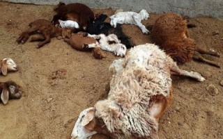 ۲۵راس گوسفند در پی اصابت صاعقه در هرسین تلف شد