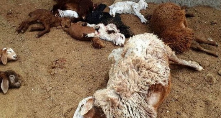 ۲۵راس گوسفند در پی اصابت صاعقه در هرسین تلف شد