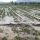 سیل و تگرگ به 70درصد اراضی کشاورزی شهرستان هرسین خسارت زد