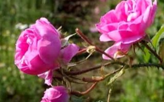 برداشت ۱110تن گل محمدی از سطح باغات شهرستان هرسین
