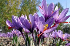 برنامه ریزی جهت  کشت زعفران در شهرستان هرسین